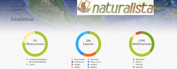 Conoce la nueva interface del proyecto de identificación de especies en NATURALISTA 