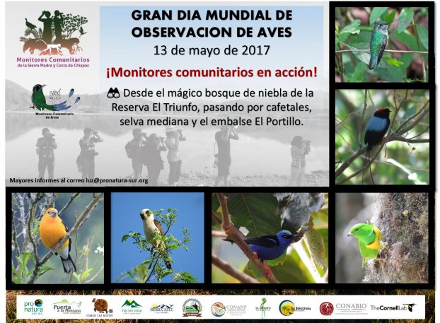13 de mayo, Gran Día Mundial de Observación de Aves- en la Cuenca Cuxtepec, mpio de la Concordia