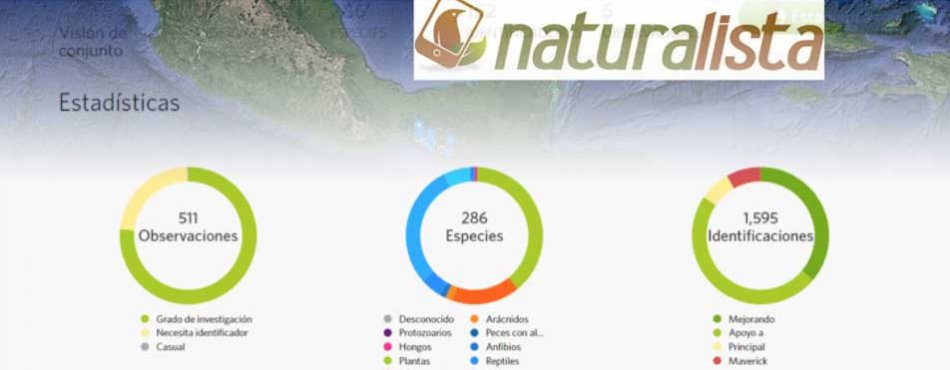 Nueva Interface Naturalista - Conoce la nueva interface del proyecto de identificaci&#243;n 